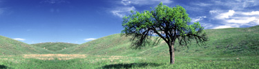 Tree on the Prairie