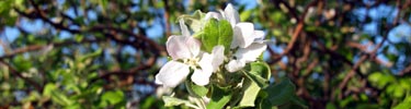 Apple Blossum