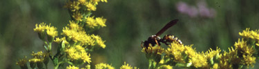 Wasp