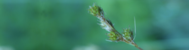 Winged Sedge