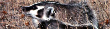 Badger