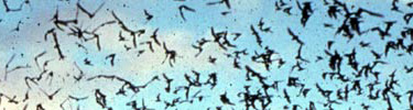 Bat flight