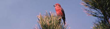 Red Crossbill