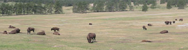 Bison on prairie