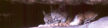 Bobcats