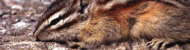 Chipmunk