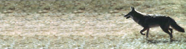 Coyote