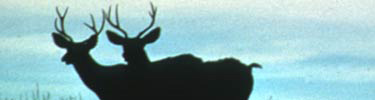 Pair of mule deer