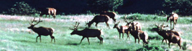 Elk Herd