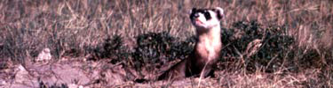 Black footed ferret