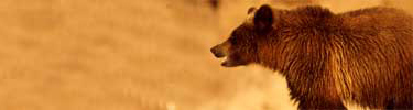 Grizzly bear