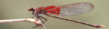 Insect