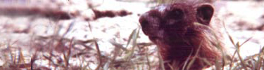 Marmot