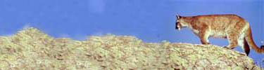 Mountain lion