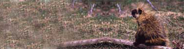 Porcupine