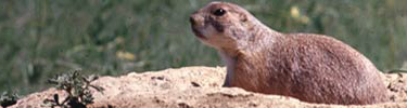 Prairie dog