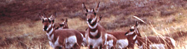 Pronghorn