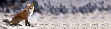 Red fox