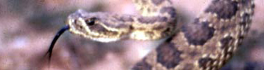 Prairie Rattlesnake
