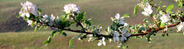 Apple Branch With Blossums