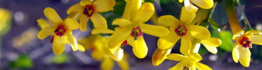 Golden Currant