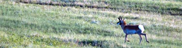 Pronghorn on Prairie