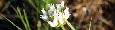 Textile Onion