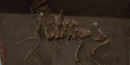 This in situ example of the Stenomylus camel can be seen in the visitor center at Agate Fossil Beds.