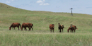 James Cook raised horses as well as cattle on the Agate Springs Ranch.