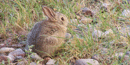 Eastern Cottontail Rabbits are plentiful around the visitor center and on the rocky hills.