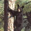Cub up a tree