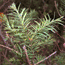York Island yew