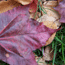 Maple leaf in the Fall