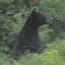 Bear Country Safety