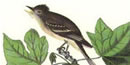traill's fly catcher - by Auduban