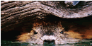 nutria
