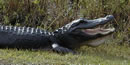alligator