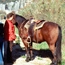 Horse tips