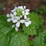 Garlic Mustard