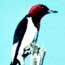 red-headed woodpecker