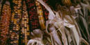 Bear Island Chippewa corn at Grand Portage.