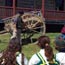 A Red River Ox Cart presentation.