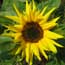 Blossom of Seneca Sunflower