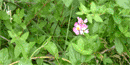 Prairie Rose