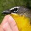A yellow-breasted chat is caught by bird-banders volunteering for the national park's bird census. Photo by Joe McMahon.