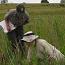 An NPS scientist and volunteer inventory grassland species in a national park.