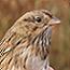 The Henslow's sparrow's nesting habitat is grassland. Photo by Joe McMahon.