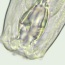Nematode