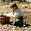 Boy Gathering Eggs