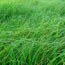 Grasses waving in breeze
